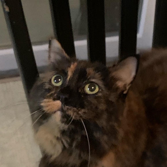 Meet your Posher, Nhung - Picture 1 of 1